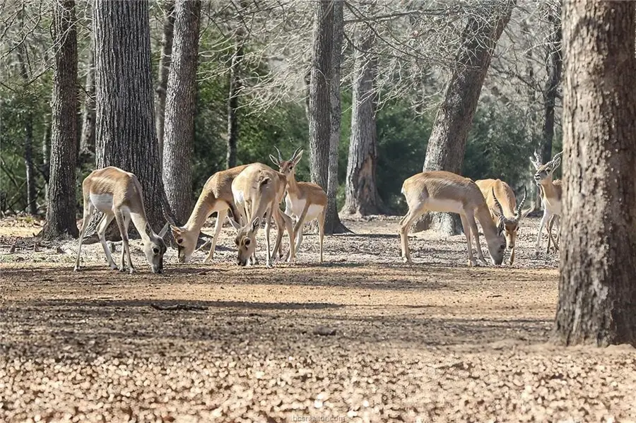 3190 Fm 1361, Somerville, TX 77879 - #3