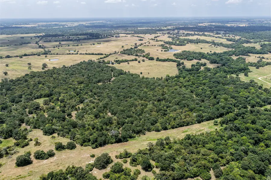 60 Acres Petri Lane, Madisonville, TX 77864 - #3