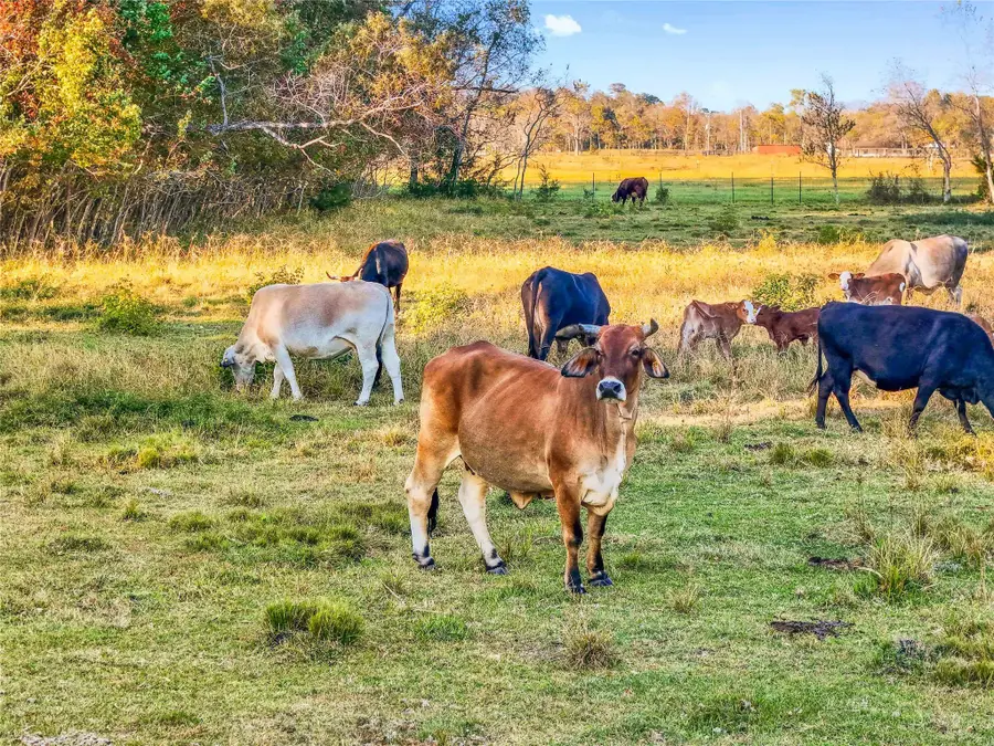 TBD County Road 2090, Liberty, TX 77575 - Image #2