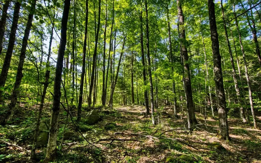 0 Tobacco Rd Road, Brookeland, TX 75931 - #3