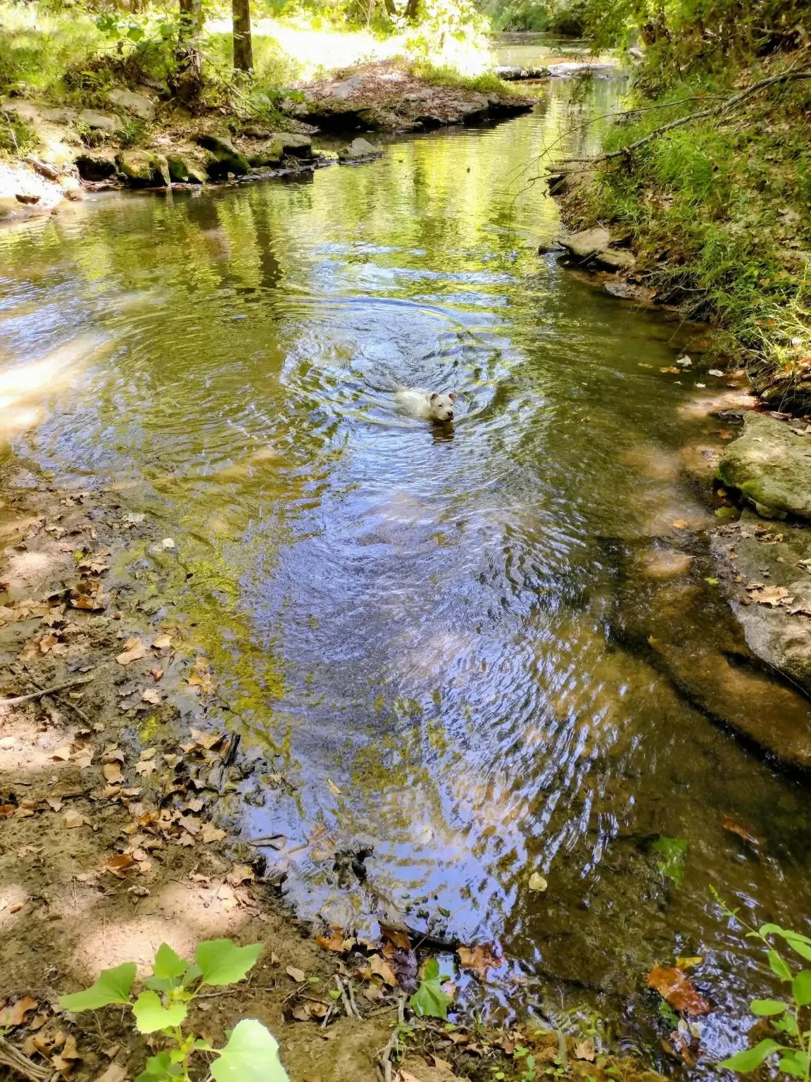 12895 County Road 201, Plantersville, TX 77363 - Image #1