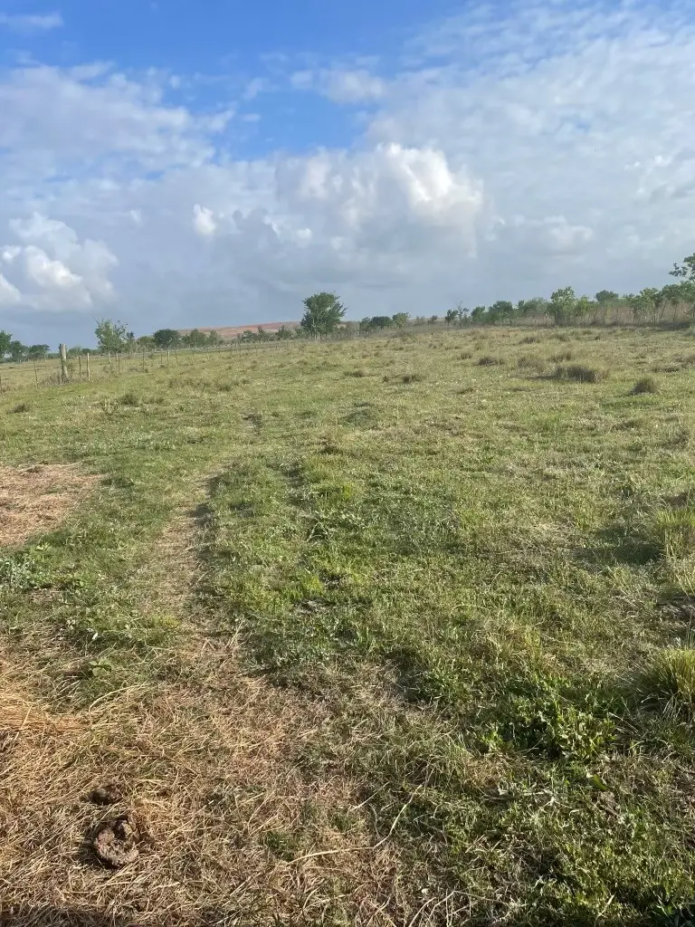 1010 County Road 595 Drive, Angleton, TX 77515 - #1