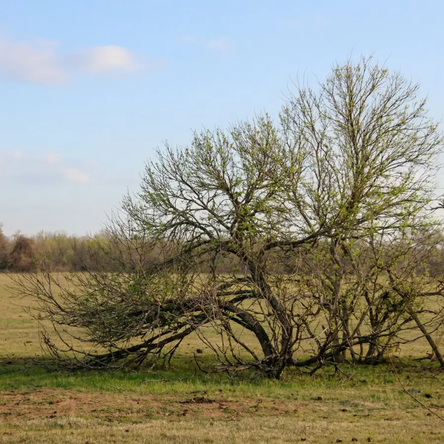 5020 Metting School Road, Yorktown, TX 78164 - #3