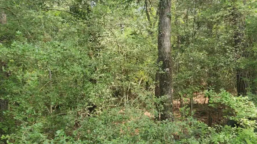 Lot 7 Cherry Tree Lane, Plantersville, TX 77363 - Image #3
