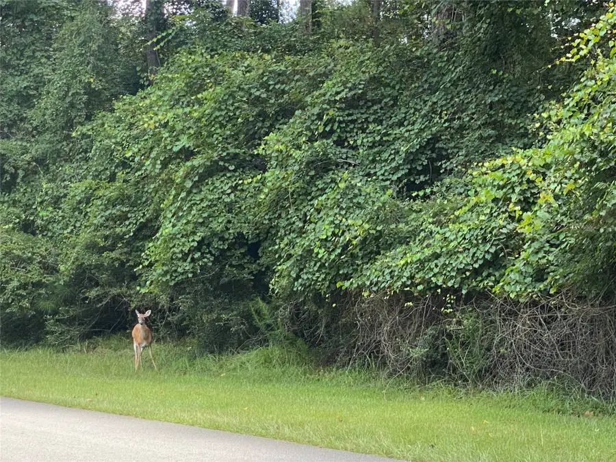 22922 Blackgum Drive, Magnolia, TX 77355 - Image #2