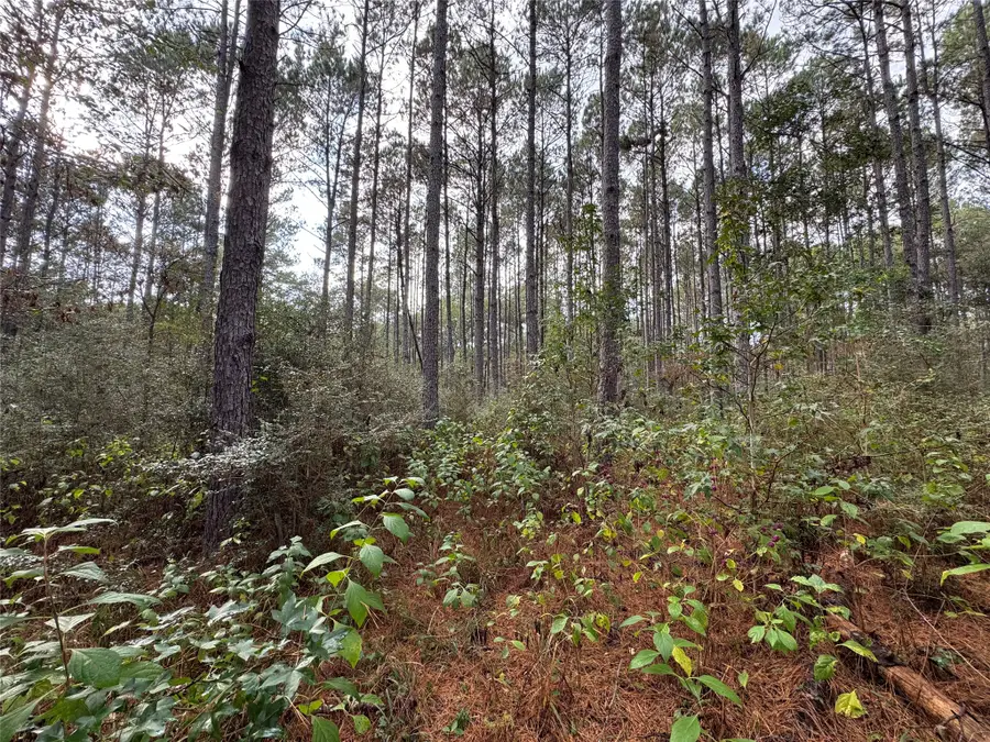 64-22-12 Granite Road, Huntsville, TX 77340 - #3