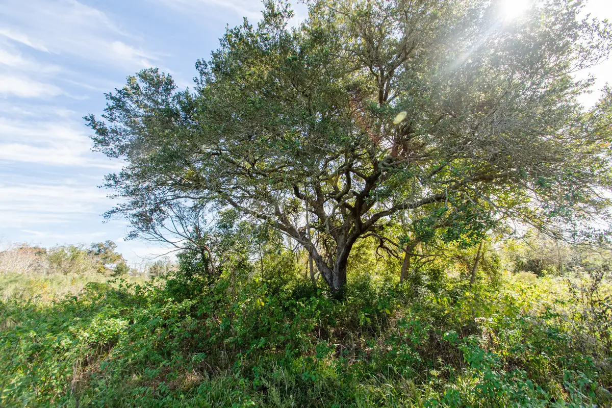 TBD Highway 36, Jones Creek, TX 77541 - #1