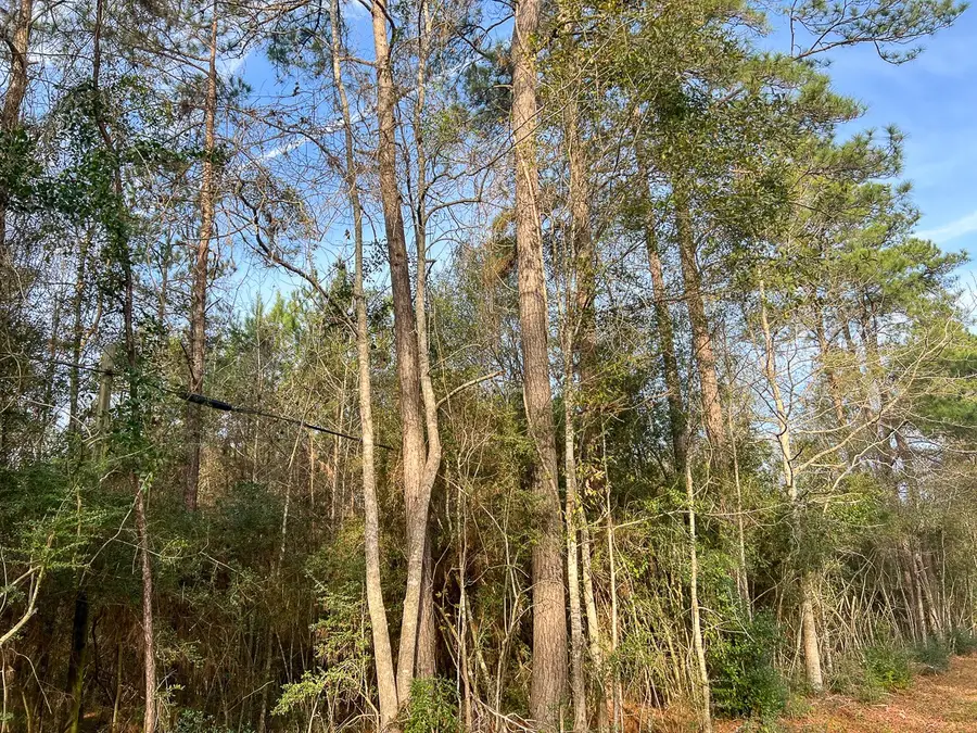 T-9 & 10 Fm 787, Saratoga, TX 77585 - #3