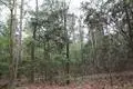 TBD Cr 3160, Colmesneil, TX 75938 - #2