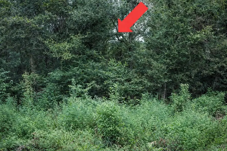 TBD North Essex Drive, Conroe, TX 77302 - #3