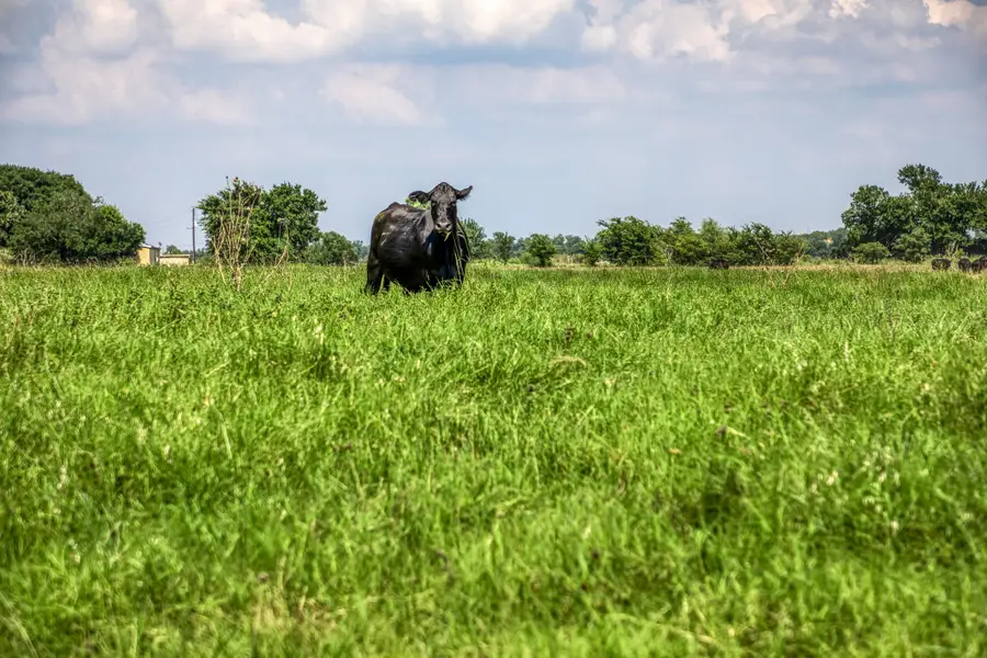 00000 Flat Prairie Road, Washington, TX 77880 - #3