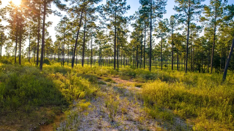 1448 Richardson Rd E, Livingston, TX 77351 - #2