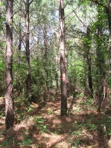0001 Pelican Road, Shepherd, TX 77371 - #1