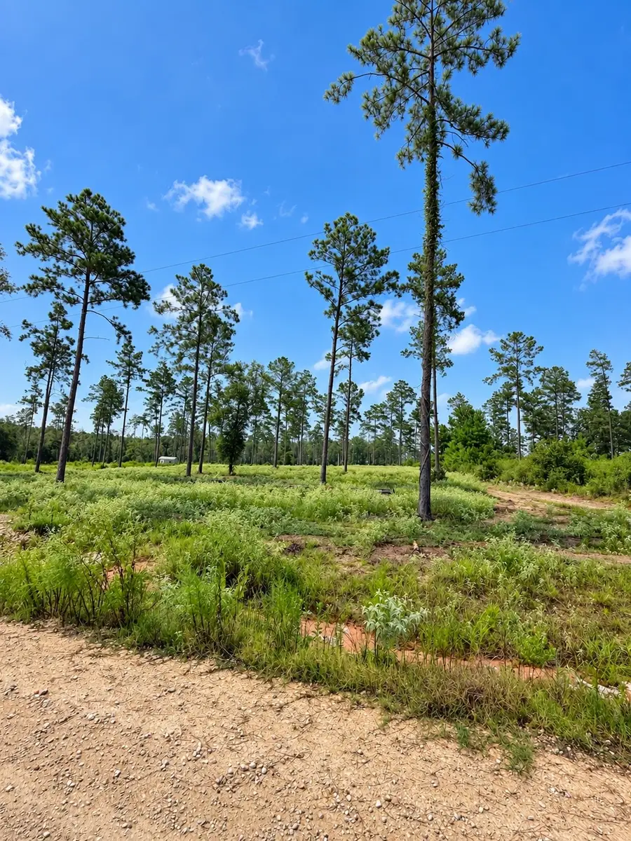 61 Reveille Road, Livingston, TX 77351 - #3