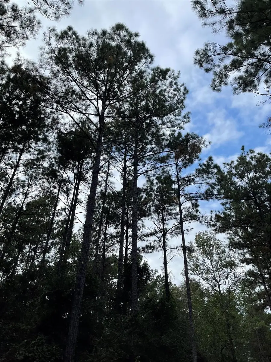 1432 Fm 1745 S, Chester, TX 75936 - Image #3