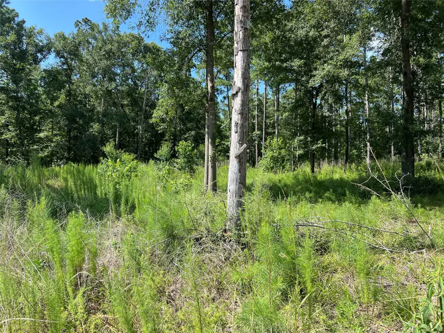 641 Rolling Pines Drive, Livingston, TX 77351 - #2