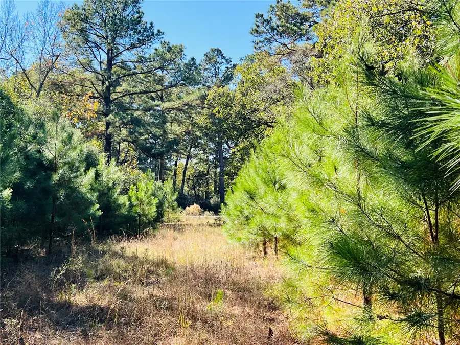 Lot 14 County Road 114, Centerville, TX 75833 - Image #2