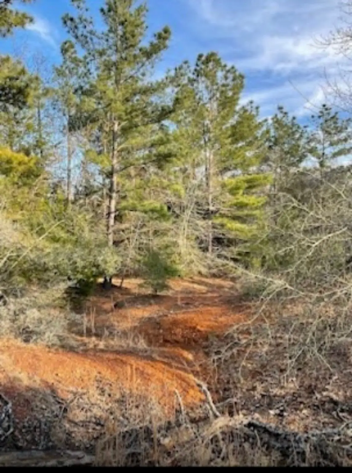 TBD Fm 1469, Marquez, TX 77865 - #1