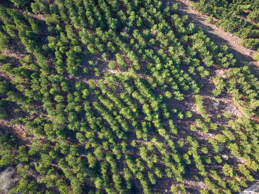 T-3 County Road 4245, De Kalb, TX 75559 - #3