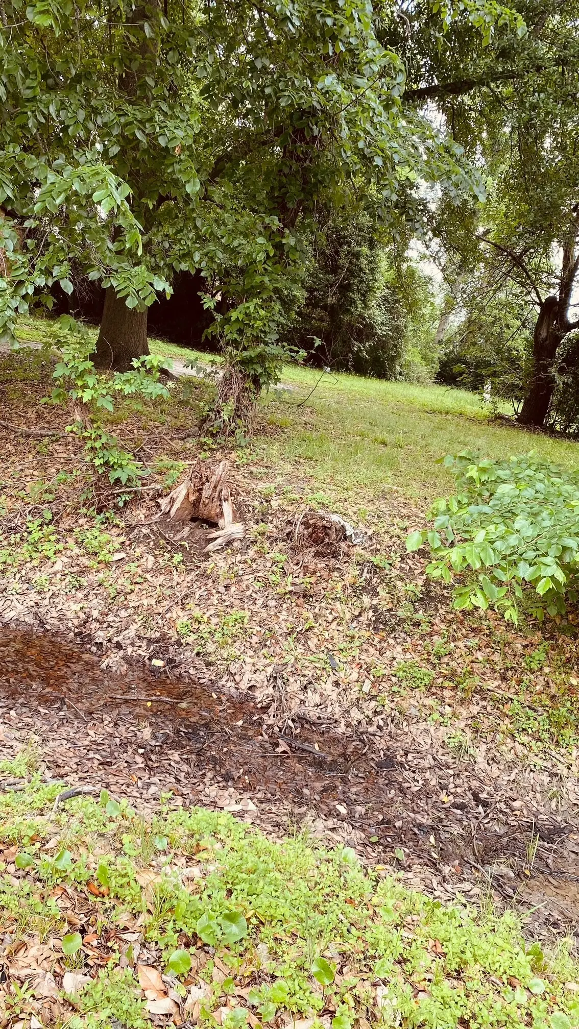 0 Ringold, Houston, TX 77088 - #1