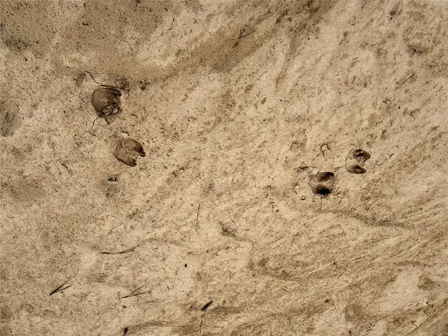 8640 Carter Ranch Road, Kountze, TX 77625 - Image #3