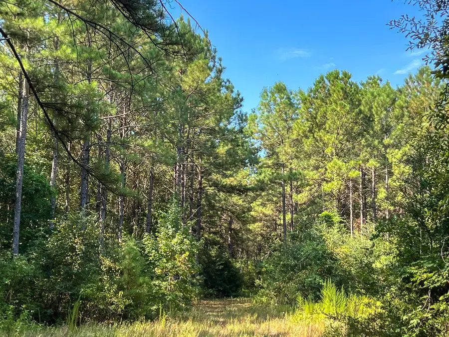 T-6 Fm 256, Woodville, TX 75979 - #2