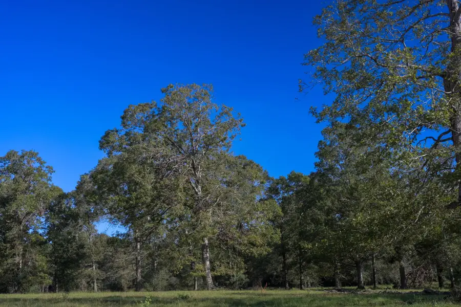 Lot 5 Block 3 Olde Homestead Lane Road, Willis, TX 77378 - #2