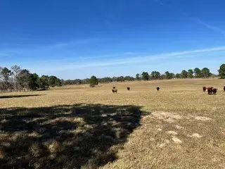 FM466 Pine Ranch Road, Seguin, TX 78155 - #2