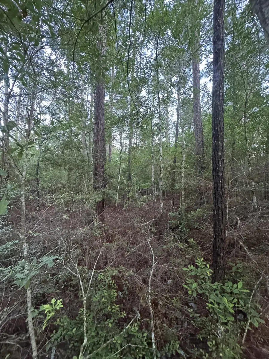 TBD Eucalyptus, Village Mills, TX 77663 - #2