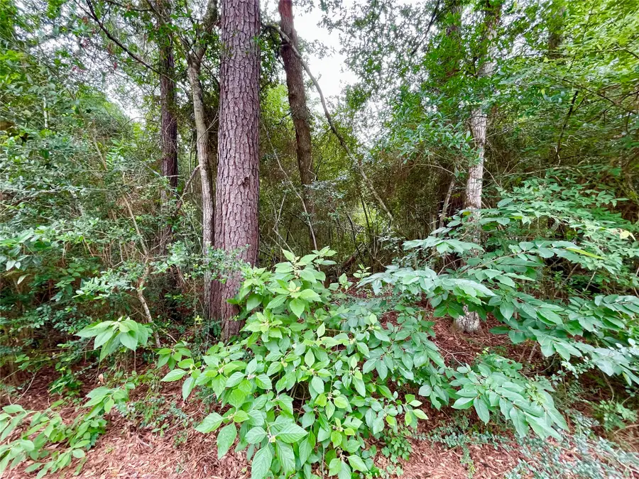 30803 Green Forest, Magnolia, TX 77354 - #3