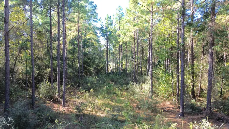 TBD Cr 2265, Grapeland, TX 75844 - Image #3