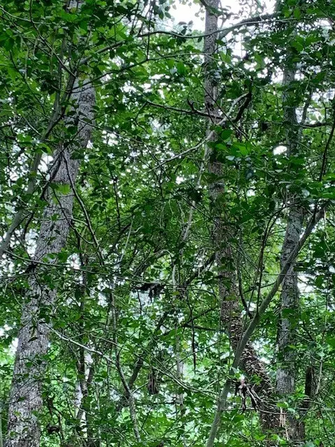 00 Bailey Grove Road, Montgomery, TX 77356