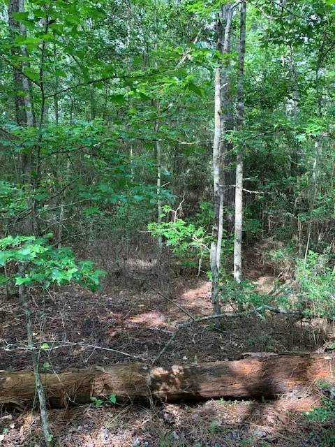 00 Bailey Grove Road, Montgomery, TX 77356 - Image #3