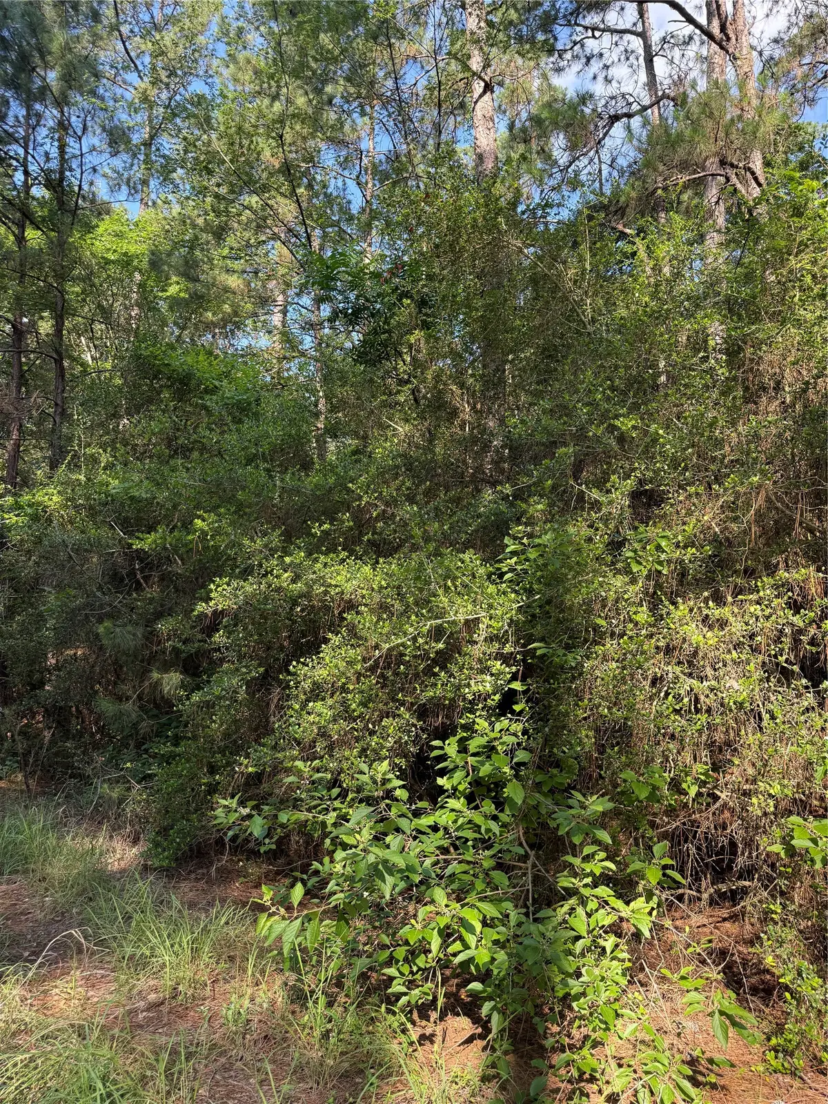 TBD Timberwood Lane, Navasota, TX 77868 - #1