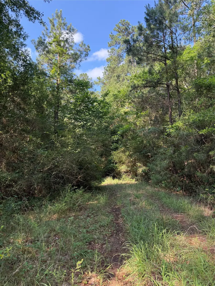 TBD Timberwood Lane, Navasota, TX 77868 - #3
