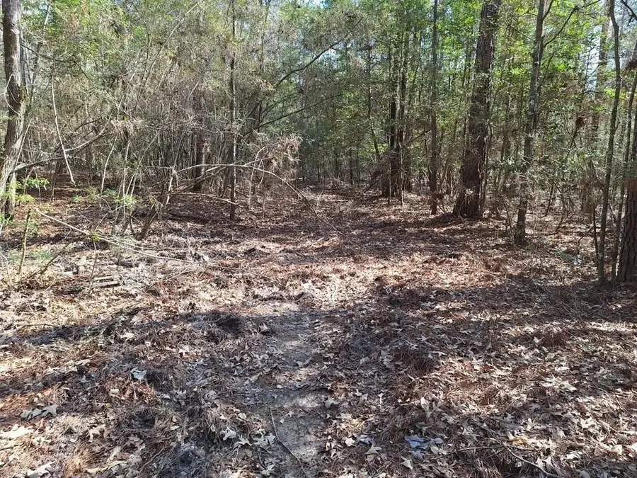 TBD County Road 2845, Colmesneil Chester, TX 75979 - Image #3