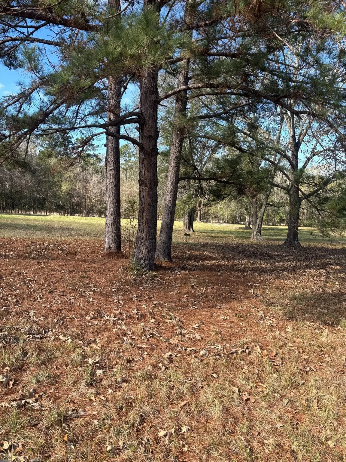 2956 Us Highway 59 S, Livingston, TX 77351-2194 - Image #1