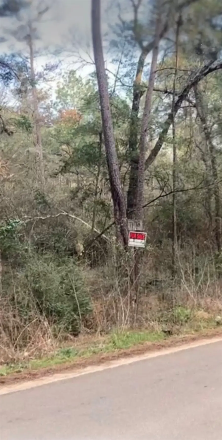 0 Pinebrook Lot 77, Plantersville, TX 77363 - #3