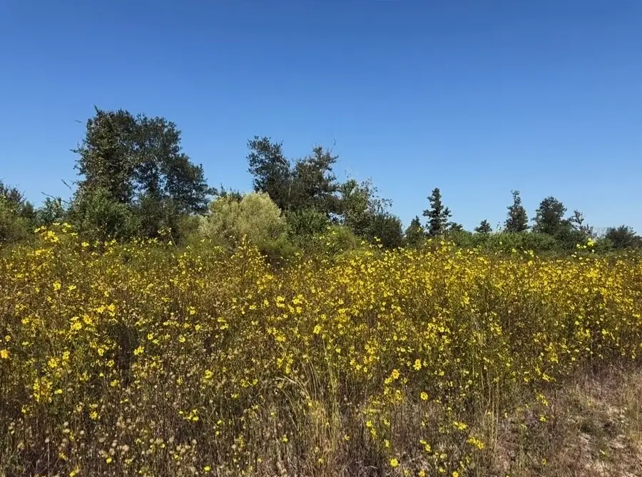 5312 Road 5914-08 Radial, Cleveland, TX 77327 - Image #3