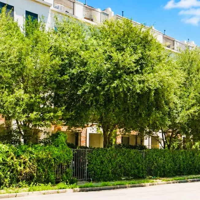 1206 W Dallas Street, Houston, TX 77019 - #3