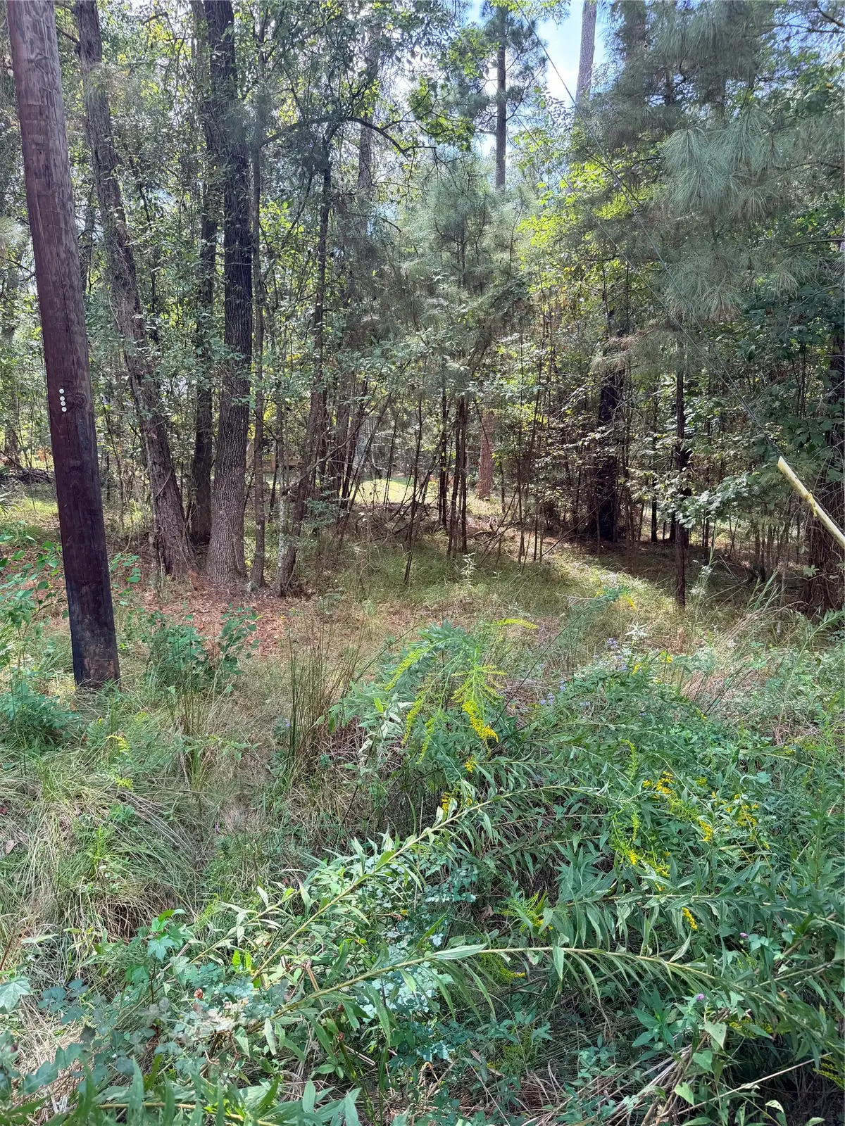TBD Honeysuckle, Lot 1, Livingston, TX 77351 - #1