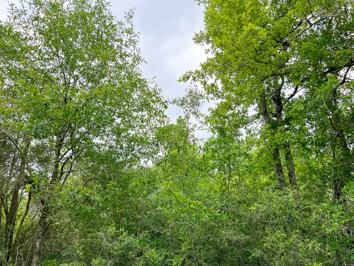 00000 Cravens Camp Road, Silsbee, TX 77656 - #1