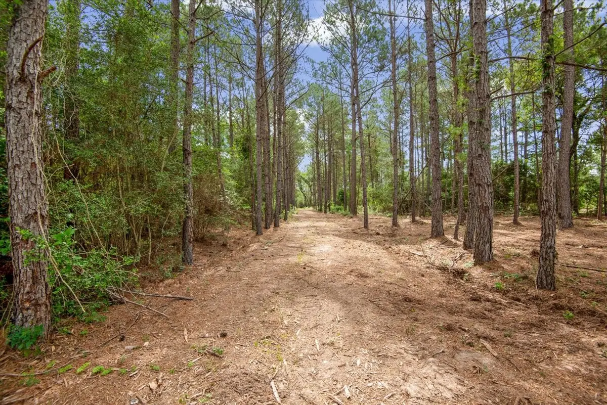 TBD Lot 3 County Road 302, Plantersville, TX 77363 - #1