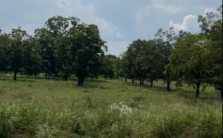 Tract #2 Fm 2548, Midway, TX 75852 - Image #2