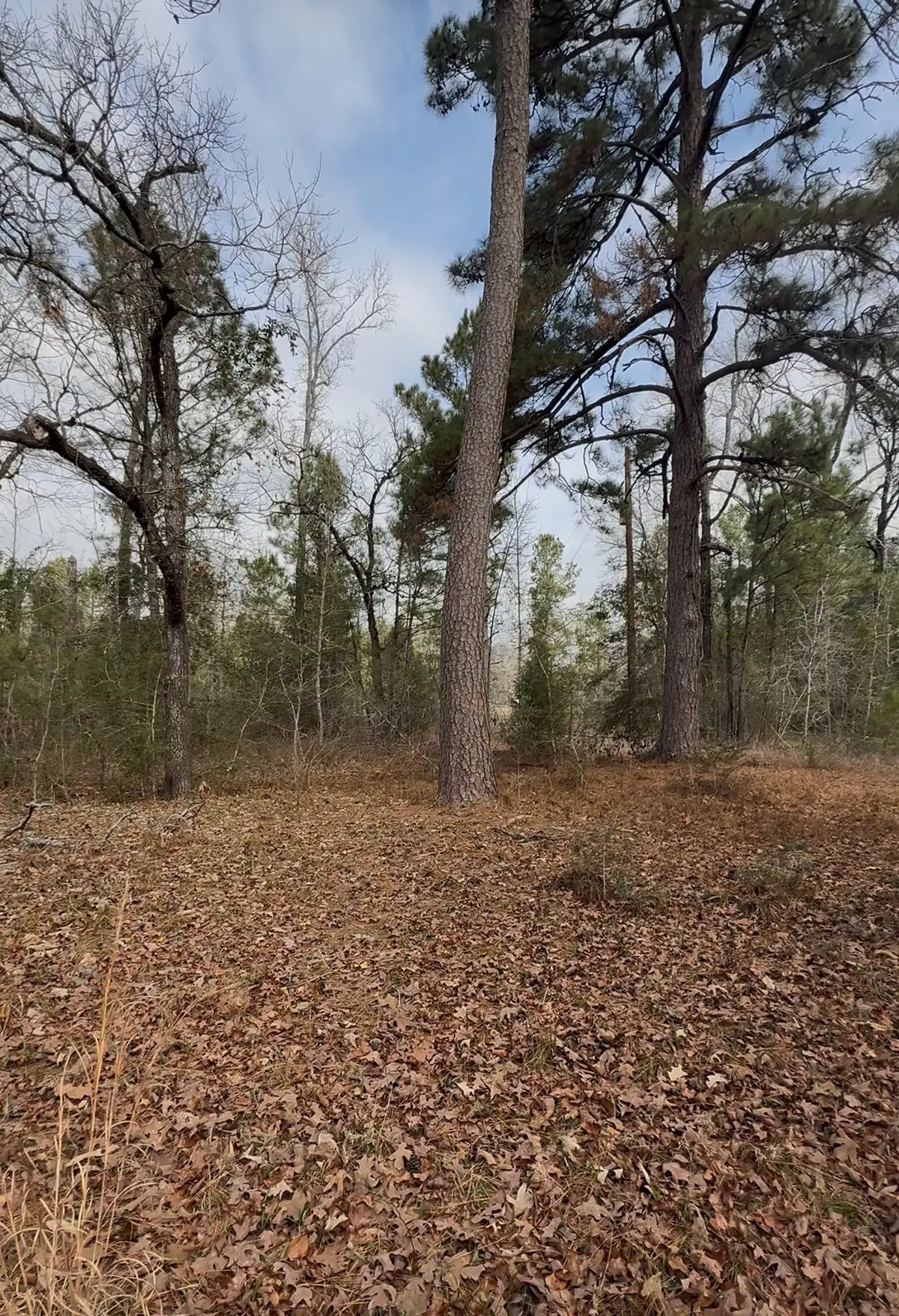 24159 Weeren Road, Montgomery, TX 77316 - #1