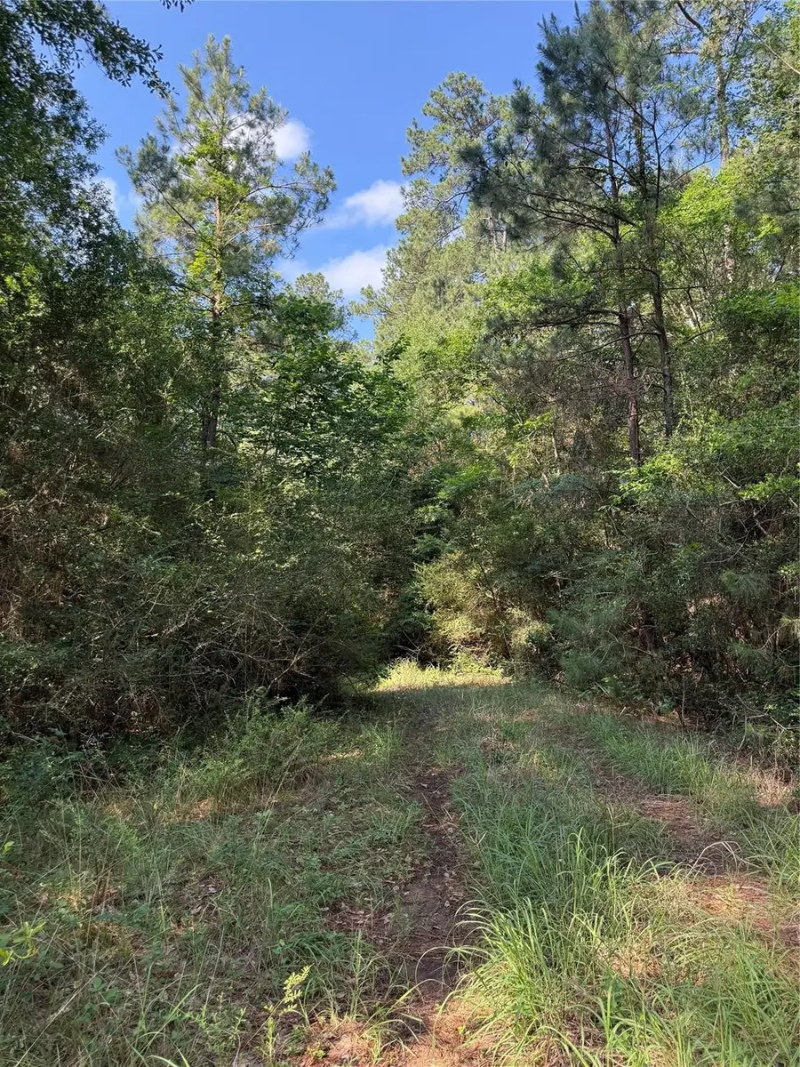 TBD Timberwood Lane, Navasota, TX 77868 - #3