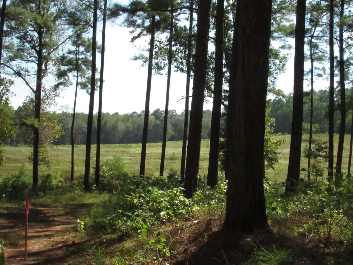 011 Fm 256 N, Woodville, TX 75979 - #1