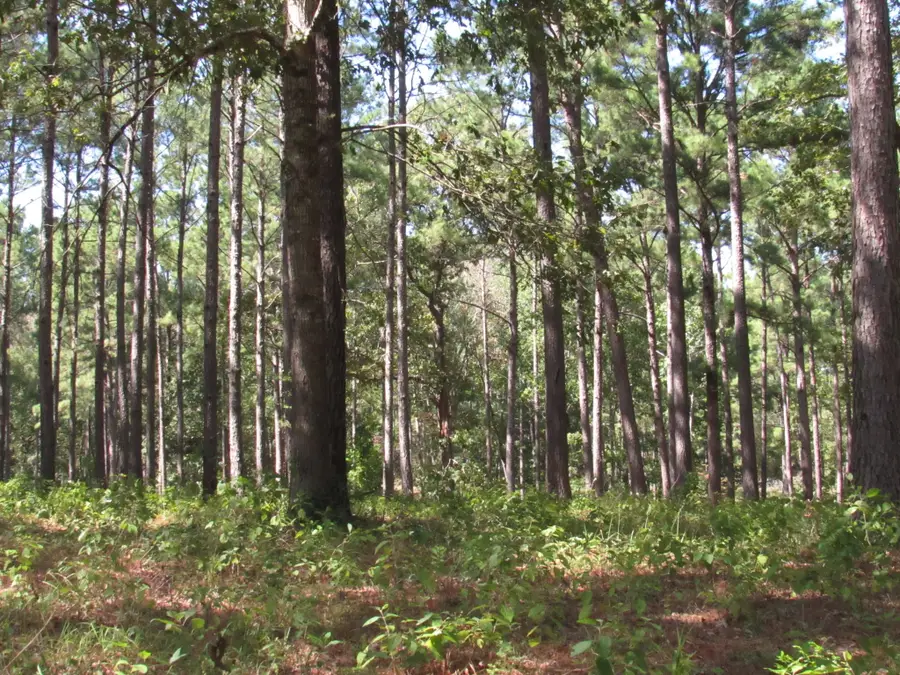 011 Fm 256 N, Woodville, TX 75979 - #3