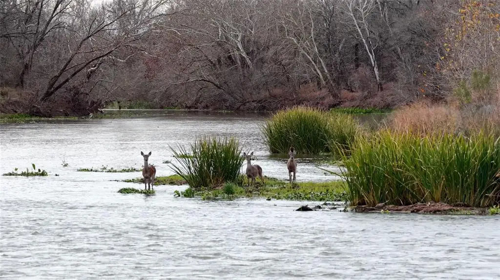 256 Greasy Bend, Smithville, TX 78957 - Image #1