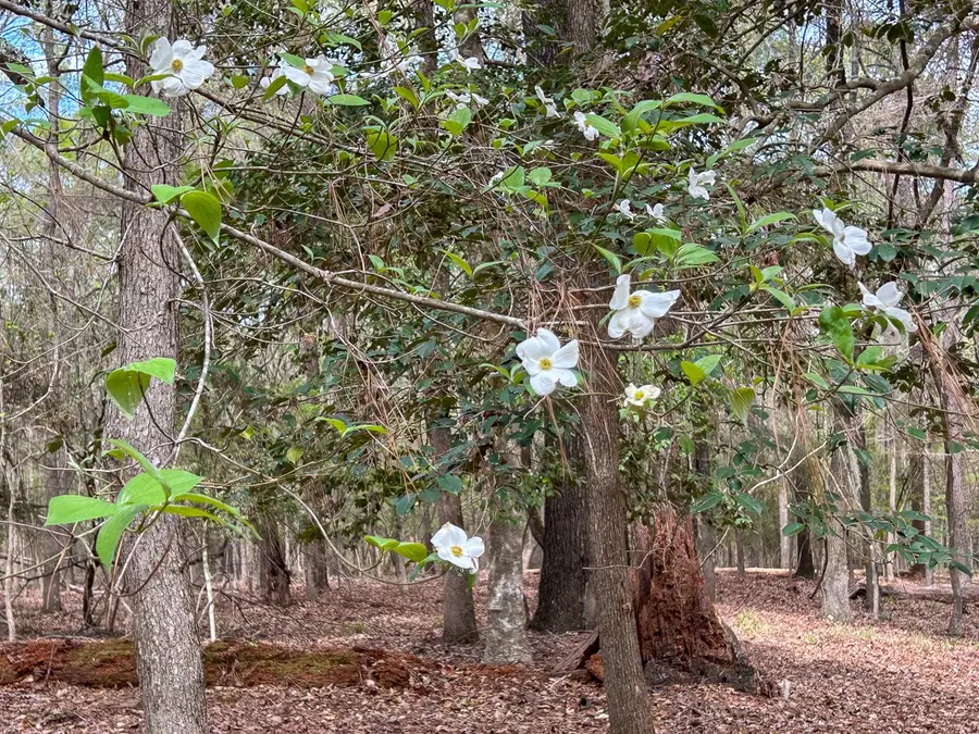 TBD Sue Street, Etoile, TX 75944 - #3